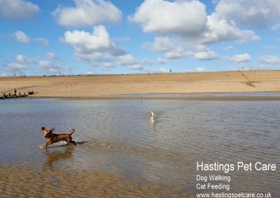 Beautiful Dog Walks. Hastings Pet Care - St Leonards