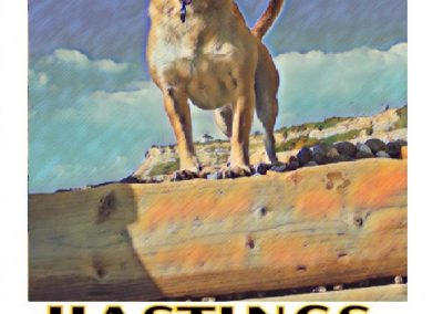 Buster - Hastings Pet Care Dog Walkers - Walking Services St Leonards