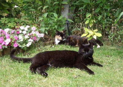 Cat feeding Hastings St Leonards