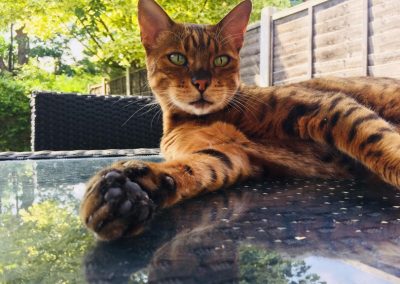 Cat Sitting St Leonards and Hastings