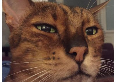 Cat Sitting St Leonards and Hastings Feeding Service