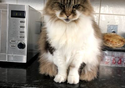 Cats Sitters Hastings and St Leonards - Feeding Feeders
