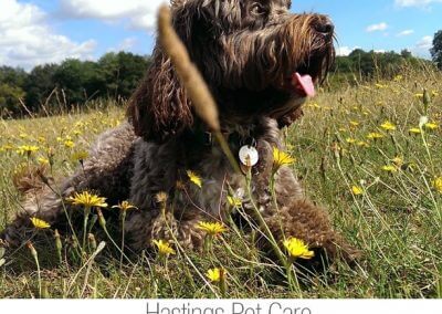 St Leonards and Hastings Dog Daycare and Walking Services Dog Walker