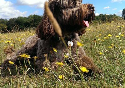 Doggy Daycare St Leonards Hastings Fairlight