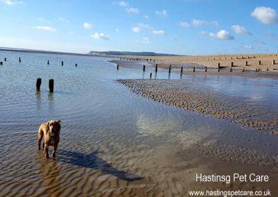 Dog Walker Hastings - St Leonards