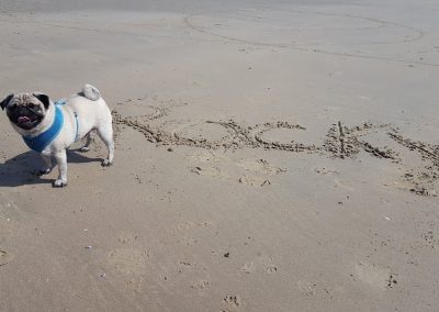 Dog Walkers in Hastings and Fairlight Winchelsea Pett