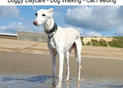 Dog Walker Hastings, Walkers St Leonards, Walking Fairlight - Doggy Daycare