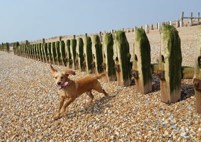 Dog Daycare and Walking Hastings Pett Fairlight Winchelsea Battle