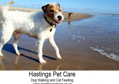Essential St Leonards George - Hastings Pet Care - Dog Walkers St Leonards