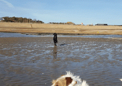 George - St Leonards and Hastings Dog Walking