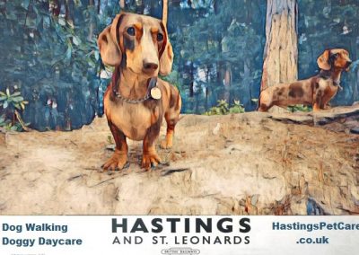 St Leonards Fairlight Dog Walkers - Hastings Pet Care - Dog Walking