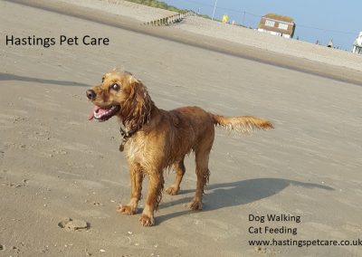 Milton - Hastings Dog Walker St Leonards Fairlight Winchelsea