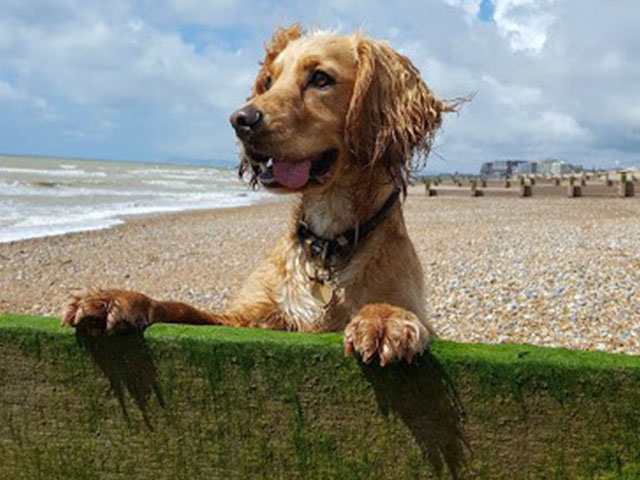 Dog Walker Prices - Hastings Pet Care