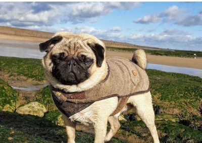 Rocky - St Leonards and Hastings Dog Walker