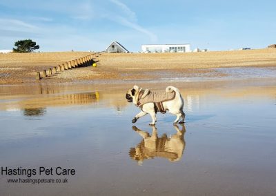 Rocky St Leonards and Hastings Dog Walking