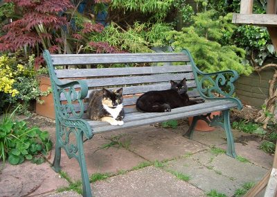 St Leonards and Hastings - Cat Feeding - Bert and Molly