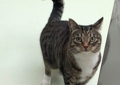 The Cat Sitters Hastings and St Leonards - Feeding Feeders