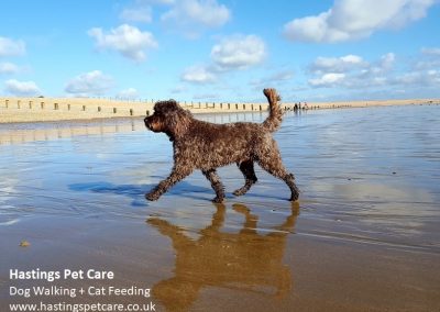 Winchelsea Beach - Hastings Pet Care - Dog Walkers